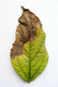 Crestamento foliar de cercóspora (3).JPG.jpg
